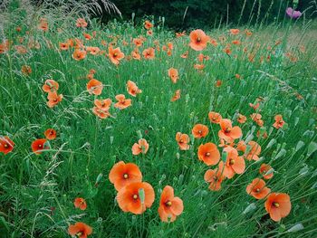 Orange poppy flowers in field