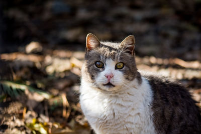 Close-up portrait of cat