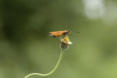 Close-up of butterfly pollinating flower