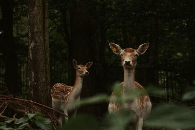 Portrait of deer in forest