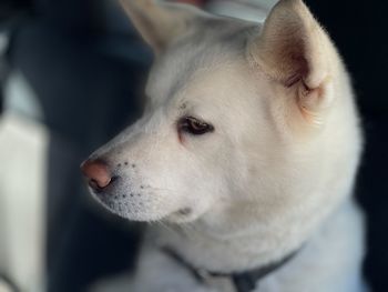 Close-up of dog looking away