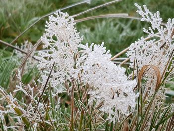 Close-up of frozen plant on field