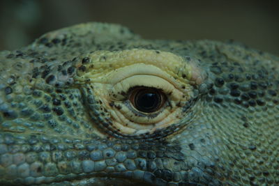 Komodo dragon, an endangered monitor lizard 