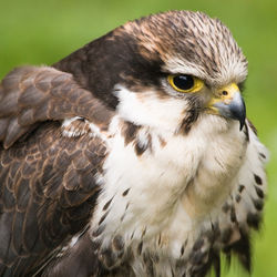 Close-up of bird