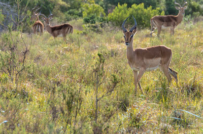 Deer standing in a field