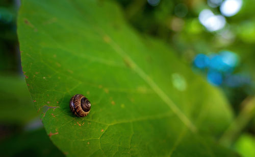 Close-up of insect on leaf