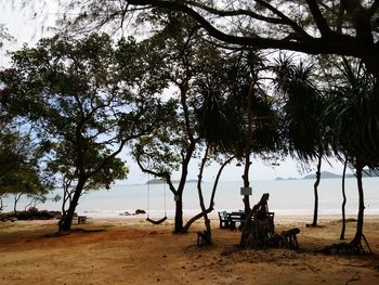 Trees on beach against sky