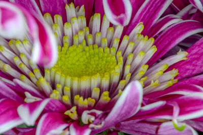 Detail shot of pink flower