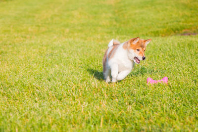 View of a dog running on field