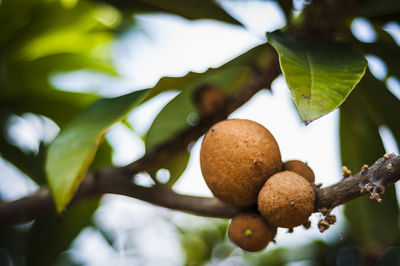 Close-up of dry lemons on tree branch