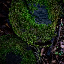 Close-up of moss growing on tree trunk