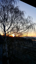 Silhouette of bare tree at sunset