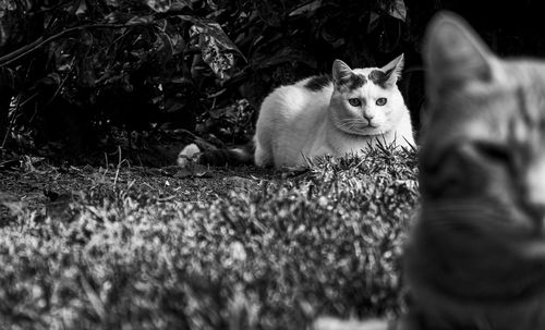 Cat sitting on a field