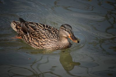 Close-up of mallard duck swimming on lake