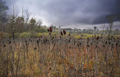 Plants on field against sky