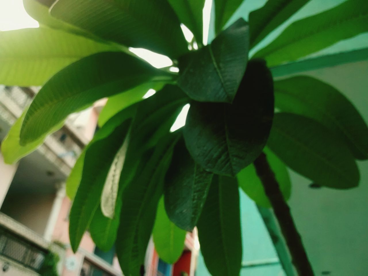 leaf, growth, green color, plant, close-up, nature, focus on foreground, leaf vein, leaves, low angle view, branch, day, outdoors, beauty in nature, no people, tree, freshness, natural pattern, sunlight, green