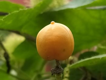 Close-up of fruit on plant