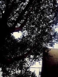 Low angle view of silhouette tree against sky