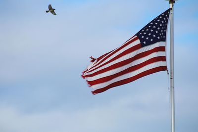 Low angle view of bird flying by american flag against sky