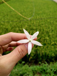 Close-up of hand holding flowering plant