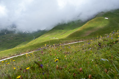 Scenic view of grassy field against sky