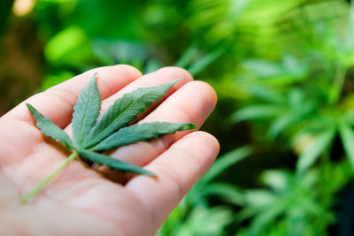 Close-up of hand holding plant