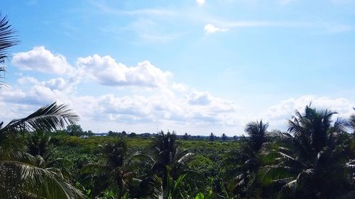 Scenic view of palm trees against sky