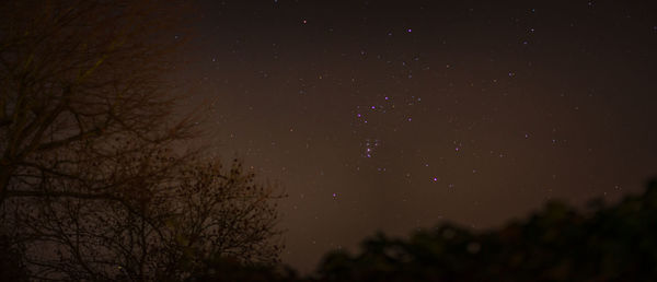 Low angle view of silhouette trees against sky at night