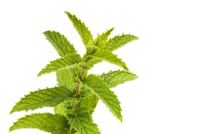 Close-up of fresh green leaves against white background