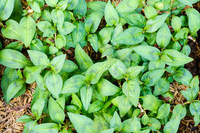 Full frame shot of fresh green plants