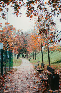 Footpath amidst trees in park during autumn
