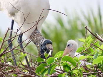 Birds perching on a branch