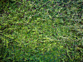 Full frame shot of plants