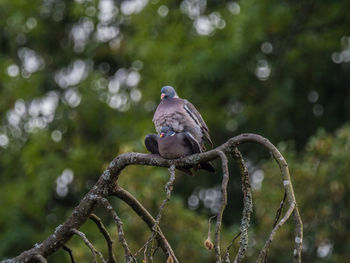 Close-up of bird perching on branch