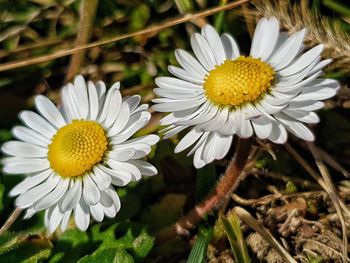 Close-up of white daisy flower