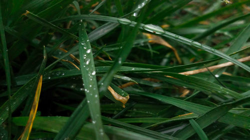 Close-up of raindrops on grass