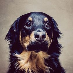 Close-up portrait of a dog