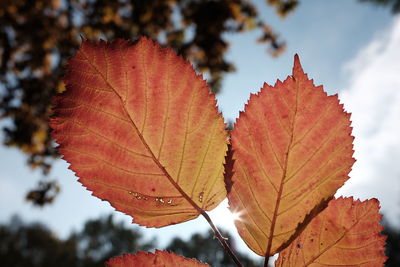 Low angle view of autumn leaves against sky