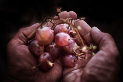 Close-up of hand holding berries