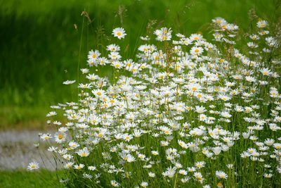 Close-up of white flowering plant in field