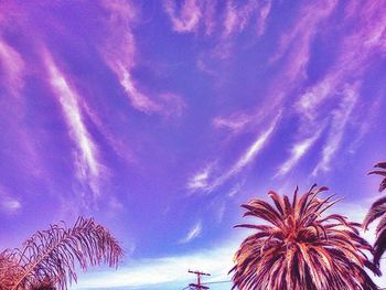 Low angle view of palm trees against blue sky