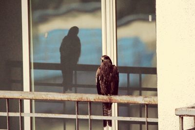 Close-up of bird perching