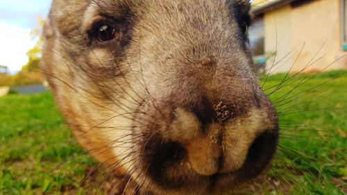 Close-up of dog on field