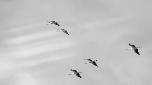 Low angle view of birds flying in sky