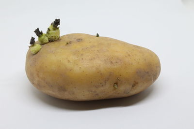 Close-up of fruit against white background