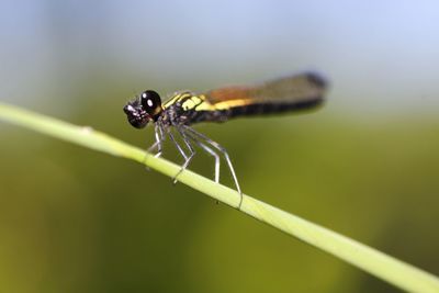 Close-up of damselfly on leaf