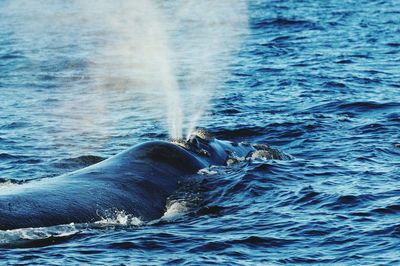 Close-up of whale splashing water while swimming in sea