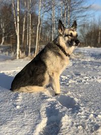 Dog standing on snow covered land