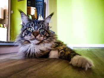 Portrait of cat sitting on sofa at home