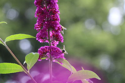 Close-up of purple bougainvillea blooming outdoors